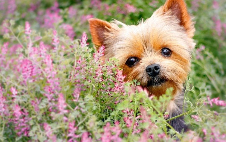 цветы, взгляд, собака, мордашка, йорк, йоркширский терьер, flowers, look, dog, face, york, yorkshire terrier