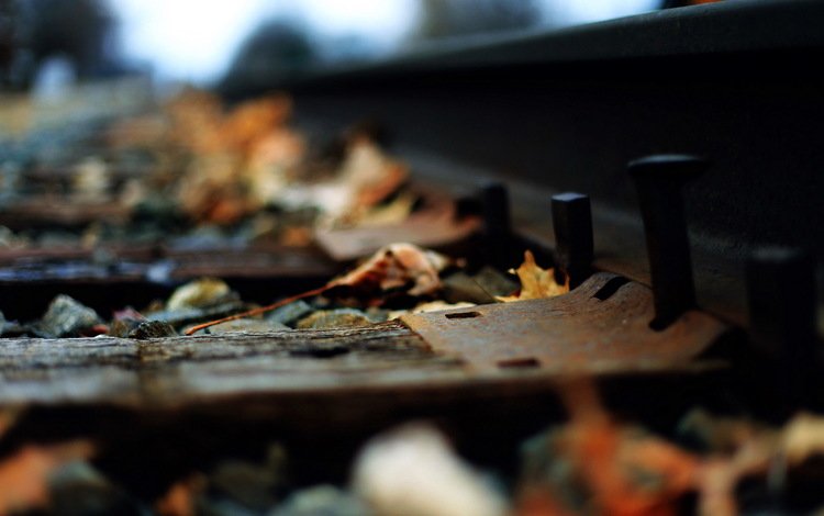 железная дорога, рельсы, листья, макро, осень, railroad, rails, leaves, macro, autumn