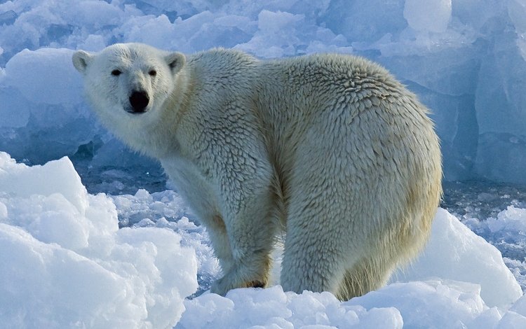 животные, полярный медведь, медведь, лёд, льдины, белый медведь, миша, animals, polar bear, bear, ice, mike