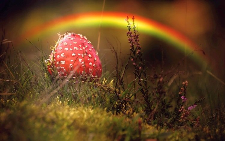 природа, осень, гриб, мухомор, nature, autumn, mushroom