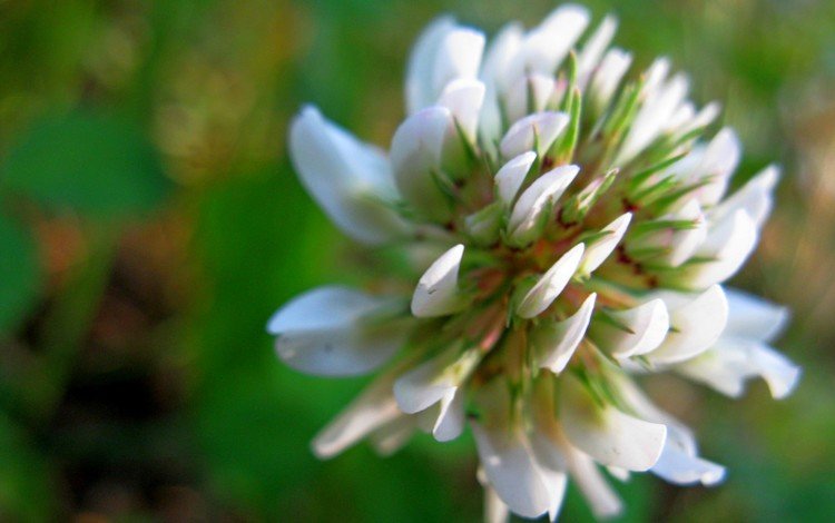 клевер, цветок, белый, зеленый фон, clover, flower, white, green background