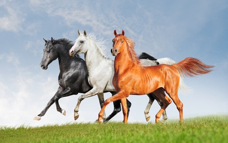 поле, черный, белый, лошади, кони, рыжий, три, тройка, красавцы, handsome, field, black, white, horse, horses, red, three