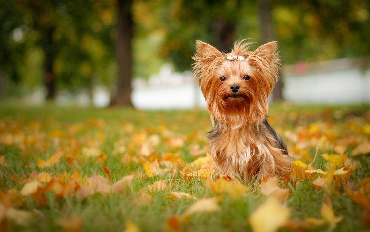 трава, листья, осень, собака, йорк, йоркширский терьер, grass, leaves, autumn, dog, york, yorkshire terrier