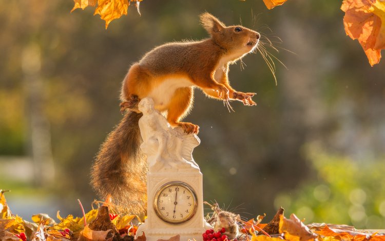 листья, осень, часы, рыжая, белка, мышка, leaves, autumn, watch, red, protein, mouse
