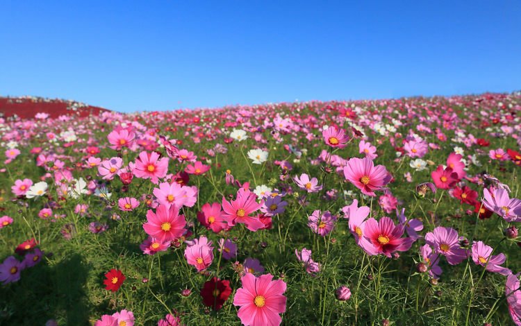небо, цветы, поле, космея, the sky, flowers, field, kosmeya