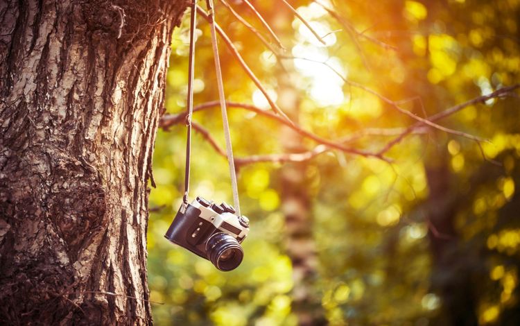 солнце, природа, дерево, фотоаппарат, камера, the sun, nature, tree, the camera, camera