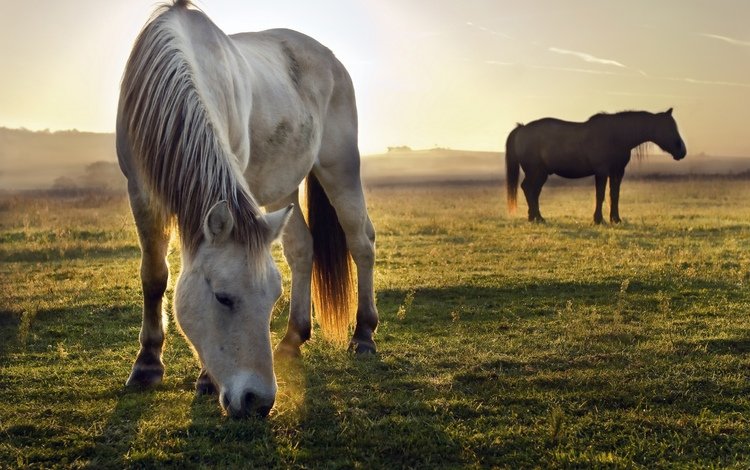пасутся, трава, вечер, закат, животные, поле, лошади, кони, солнечно, grazing, grass, the evening, sunset, animals, field, horse, horses, sunny