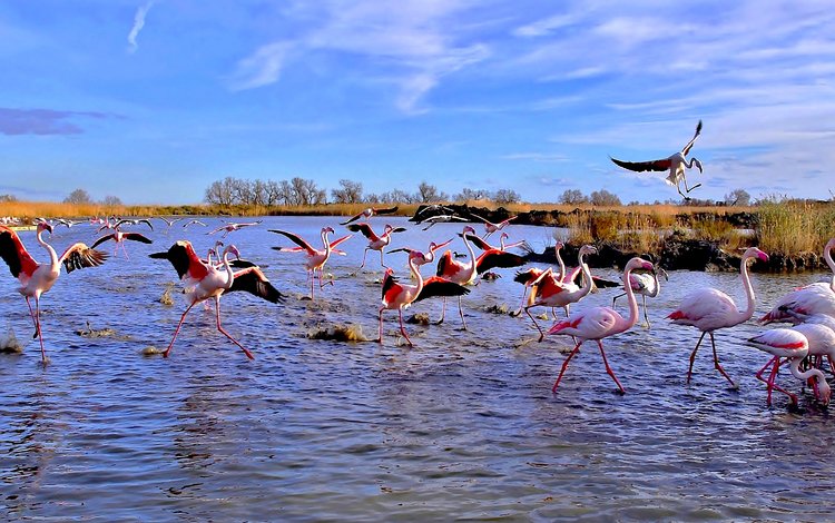 озеро, фламинго, панорама, птицы, lake, flamingo, panorama, birds