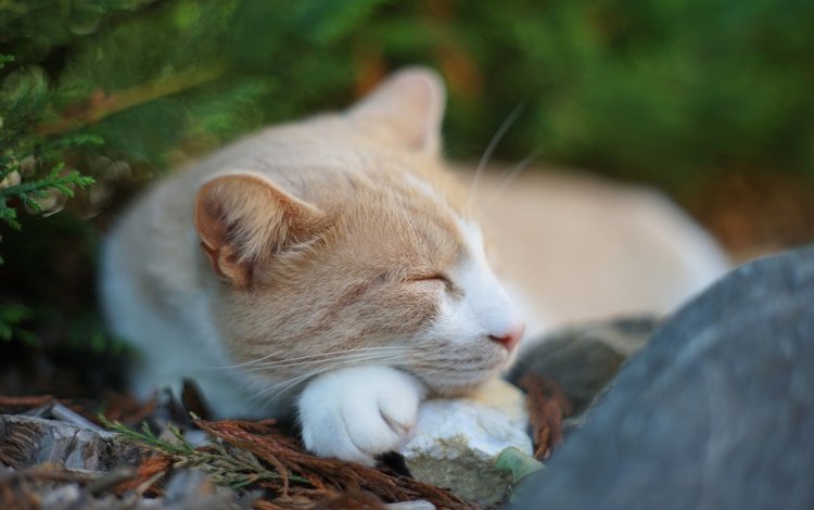 природа, хвоя, кот, спит, камень, nature, needles, cat, sleeping, stone