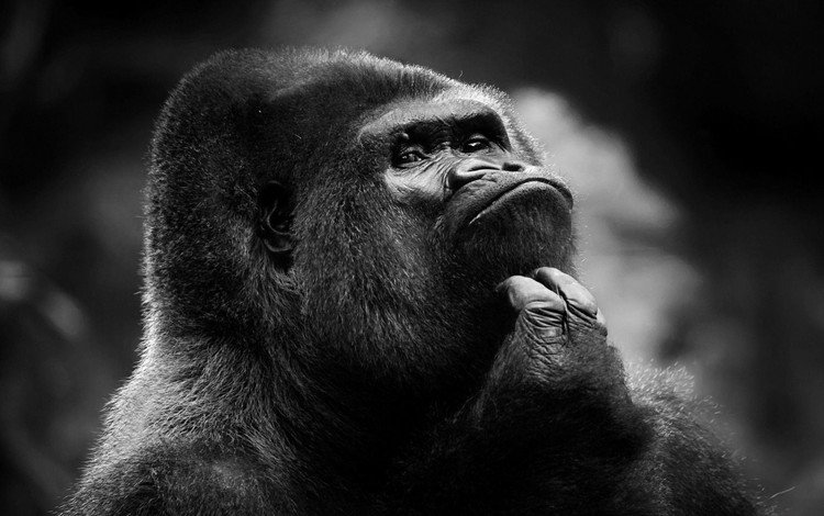 взгляд, чёрно-белое, обезьяна, горилла, look, black and white, monkey, gorilla