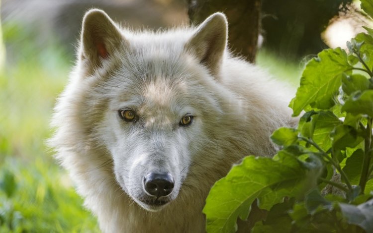 морда, взгляд, белый, волк, ©tambako the jaguar, арктический волк, face, look, white, wolf, arctic wolf