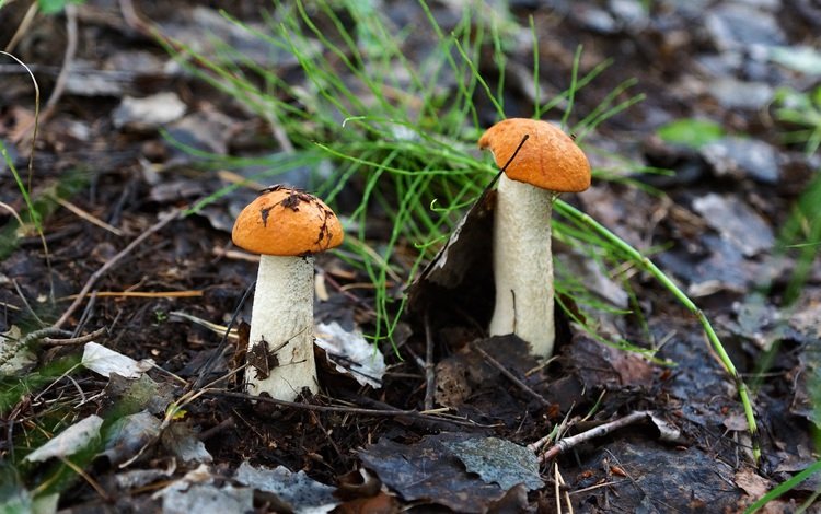 природа, грибы, подосиновики, nature, mushrooms, aspen
