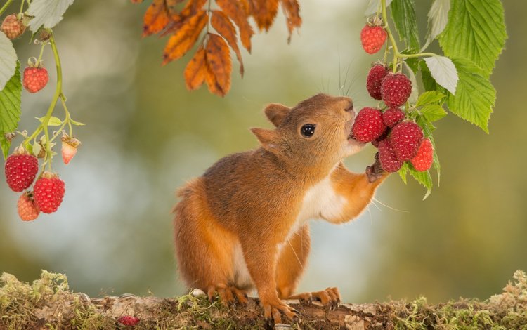 малина, рыжая, ягоды, белка, белочка, raspberry, red, berries, protein, squirrel