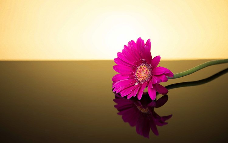 фон, цветок, гербера, background, flower, gerbera