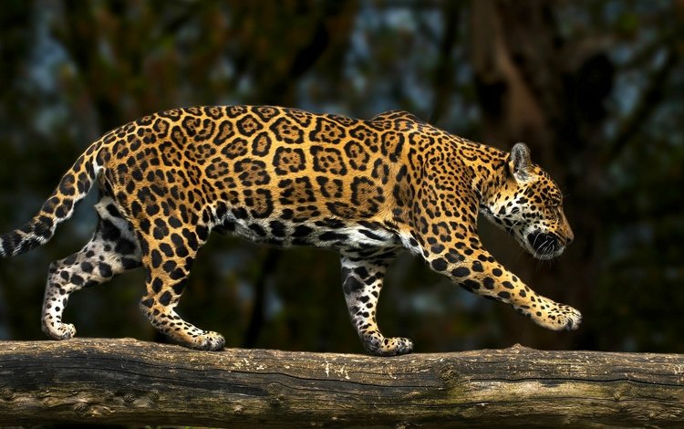 хищник, ягуар, бревно, дикая кошка, predator, jaguar, log, wild cat