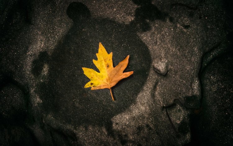 природа, макро, осень, лист, камень, nature, macro, autumn, sheet, stone