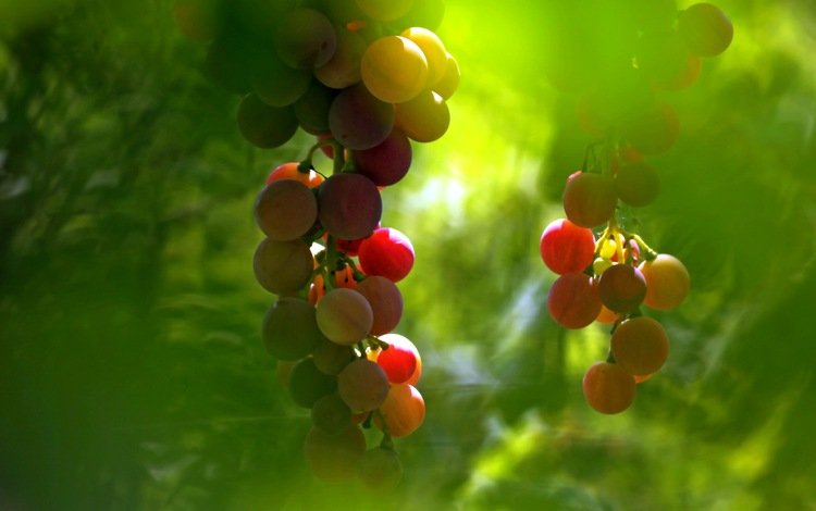 макро, фон, виноград, macro, background, grapes