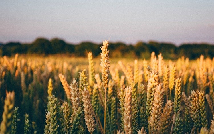природа, поле, горизонт, пшеница, колоски, много, nature, field, horizon, wheat, spikelets, a lot