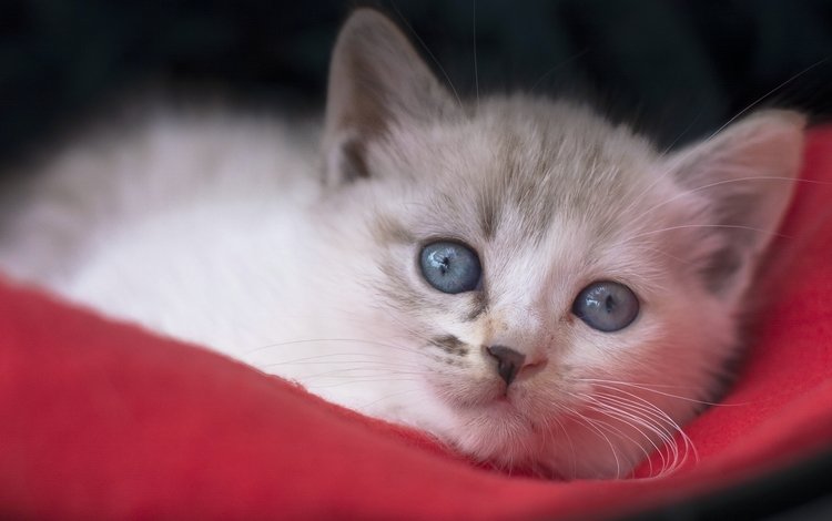 мордочка, взгляд, котенок, голубые глаза, muzzle, look, kitty, blue eyes