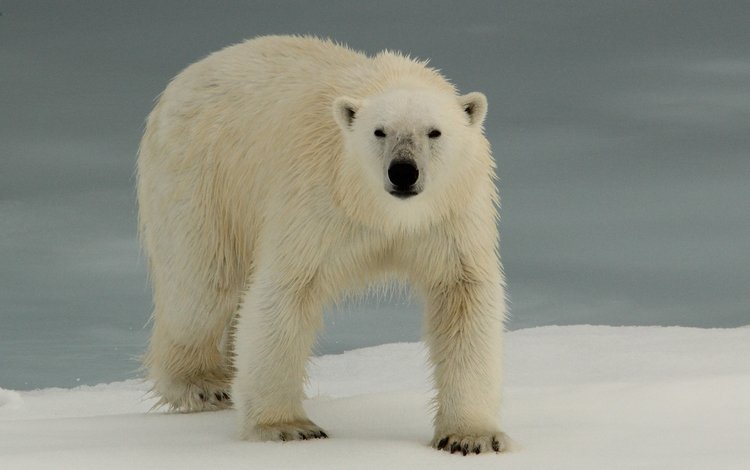 животные, полярный медведь, медведь, белый медведь, animals, polar bear, bear