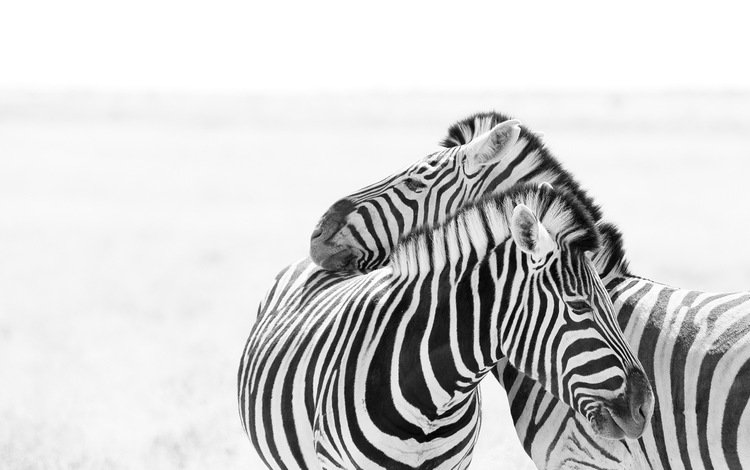 зебра, любовь, пара, белый фон, зебры, zebra, love, pair, white background