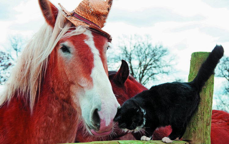 лошадь, друзья, животные, ласкается, кот, черный, ограждение, конь, шляпка, дружба, бревно, log, horse, friends, animals, fondled, cat, black, the fence, hat, friendship