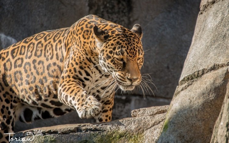 скалы, камни, хищник, ягуар, дикая кошка, rocks, stones, predator, jaguar, wild cat