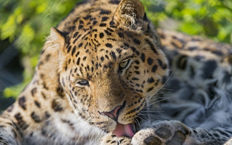 кошка, леопард, язык, умывание, ©tambako the jaguar, амурский леопард, cat, leopard, language, washing, the amur leopard