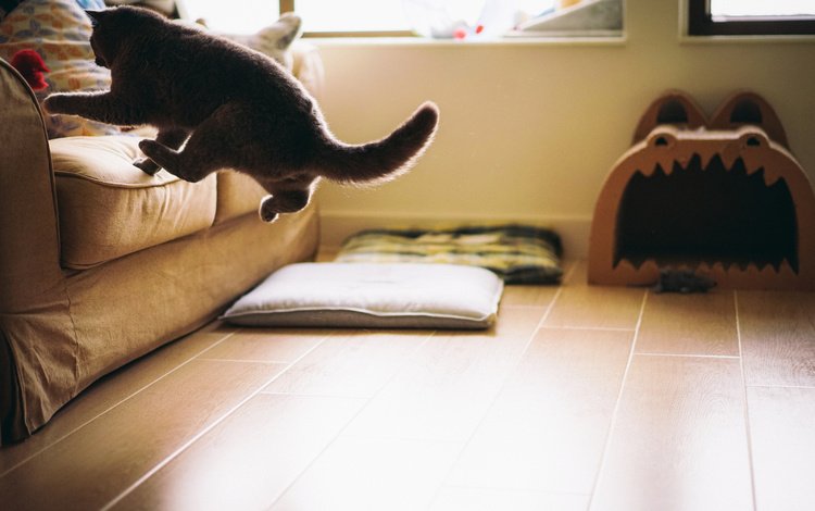 кот, кошка, комната, пол, диван, прыгает, cat, room, floor, sofa, jumping