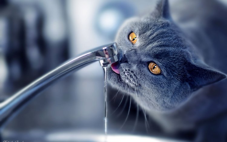 вода, кот, кошка, кран, water, cat, crane