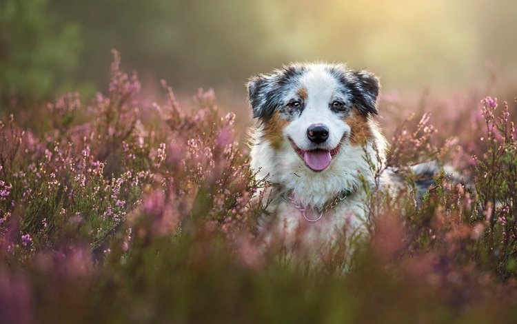 морда, собака, вереск, австралийская овчарка, аусси, face, dog, heather, australian shepherd, aussie