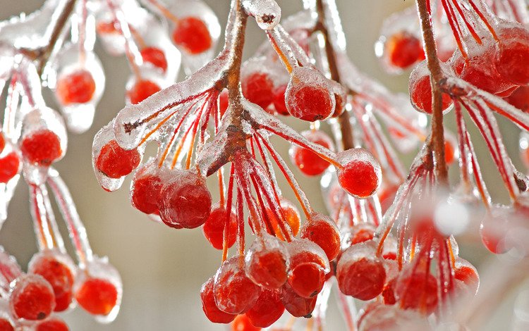 ветки, ягода, лёд, плоды, калина, branches, berry, ice, fruit, kalina