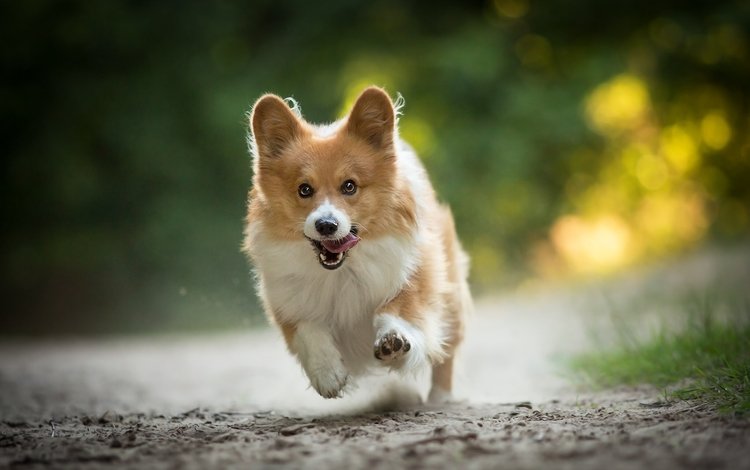 настроение, собака, радость, прогулка, бег, вельш-корги, mood, dog, joy, walk, running, welsh corgi