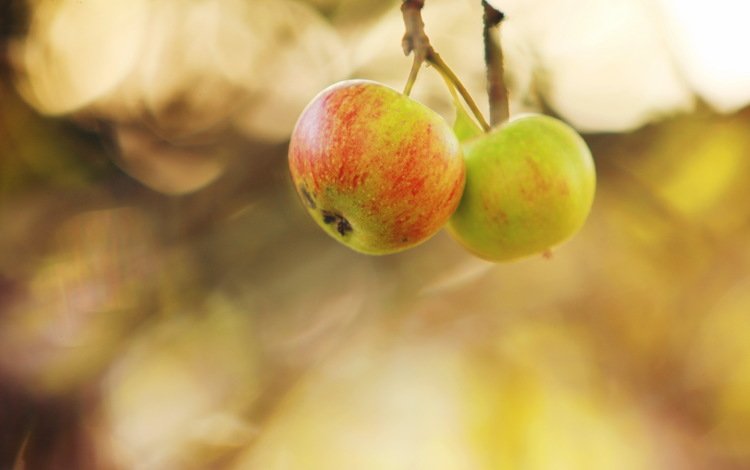 природа, яблоки, осень, nature, apples, autumn