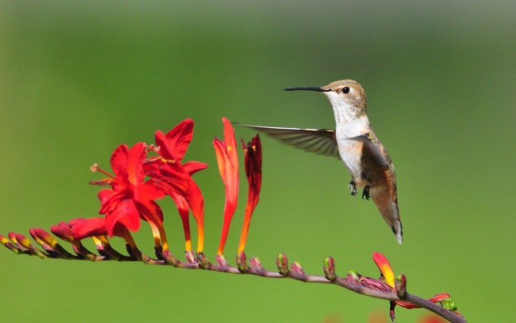 цветы, полет, птица, колибри, flowers, flight, bird, hummingbird