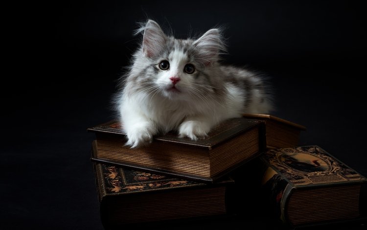 фон, кот, мордочка, усы, кошка, взгляд, книги, котенок, background, cat, muzzle, mustache, look, books, kitty