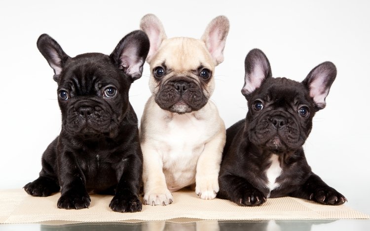 щенки, собаки, трио, французский бульдог, puppies, dogs, trio, french bulldog