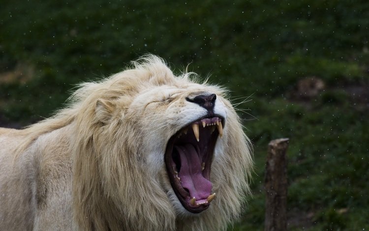 морда, дикая кошка, клыки, белый лев, хищник, лев, язык, грива, пасть, зевает, face, wild cat, fangs, white lion, predator, leo, language, mane, mouth, yawns