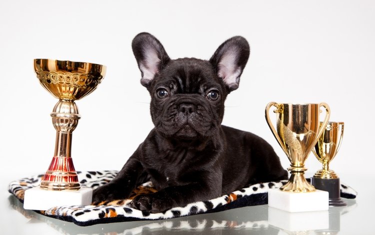 черный, щенок, награды, бульдог, французский, кубки, black, puppy, awards, bulldog, french, cups