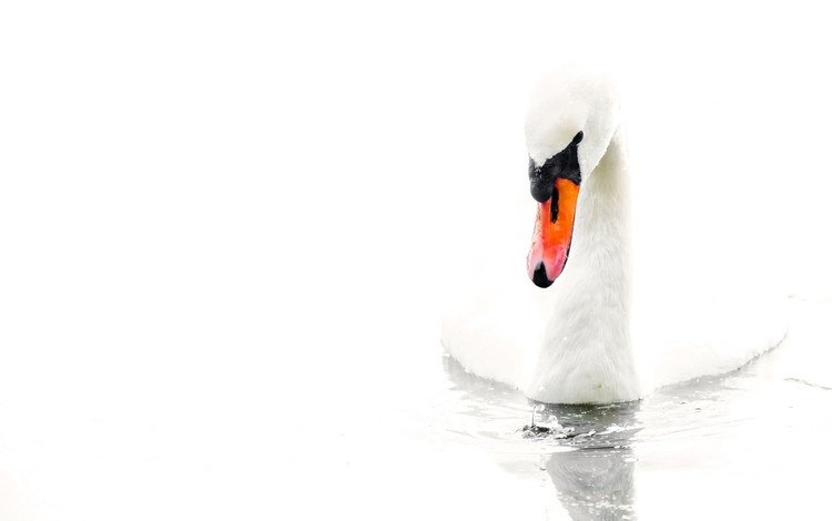 вода, белый, птица, белый фон, лебедь, water, white, bird, white background, swan