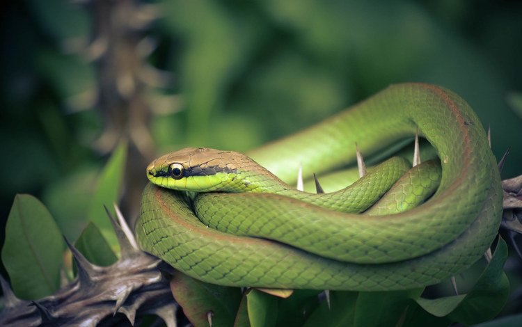 природа, фон, змея, nature, background, snake