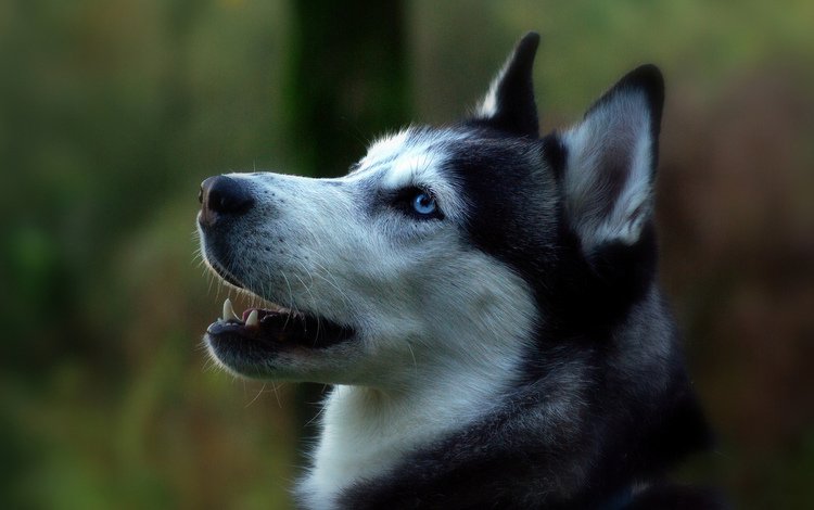 портрет, собака, профиль, сибирский хаски, portrait, dog, profile, siberian husky