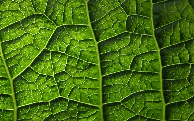 зелёный, лист, растение, листик, завод, грин, green, sheet, plant, leaf