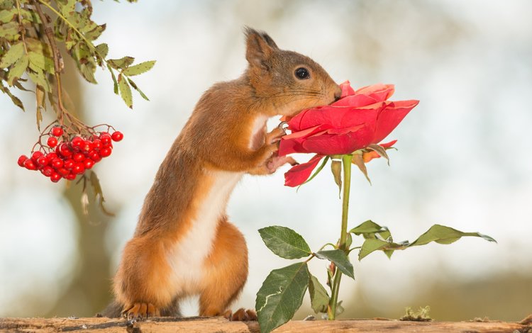 цветок, грызун, роза, рыжая, ягоды, животное, белка, зверек, рябина, белочка, squirrel, flower, rodent, rose, red, berries, animal, protein, rowan