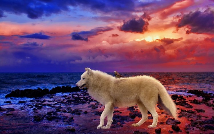 природа, закат, море, волк, nature, sunset, sea, wolf