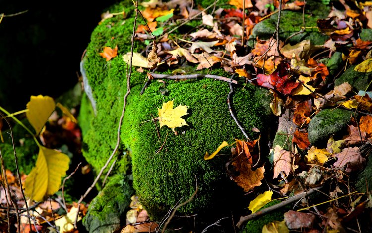 природа, листья, ветки, осень, камень, мох, осенние листья, nature, leaves, branches, autumn, stone, moss, autumn leaves