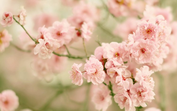 цветение, ветки, вишня, сакура, цветки, боке, flowering, branches, cherry, sakura, flowers, bokeh