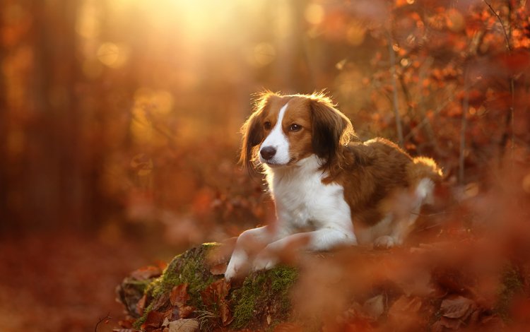 листья, осень, собака, коикерхондье, койкерхондье, leaves, autumn, dog, kooikerhondje