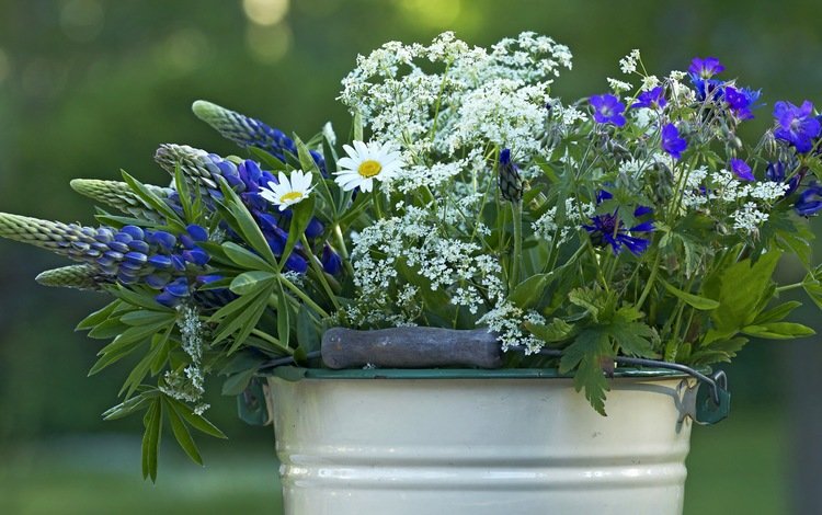 цветы, лето, полевые, ведро, flowers, summer, field, bucket