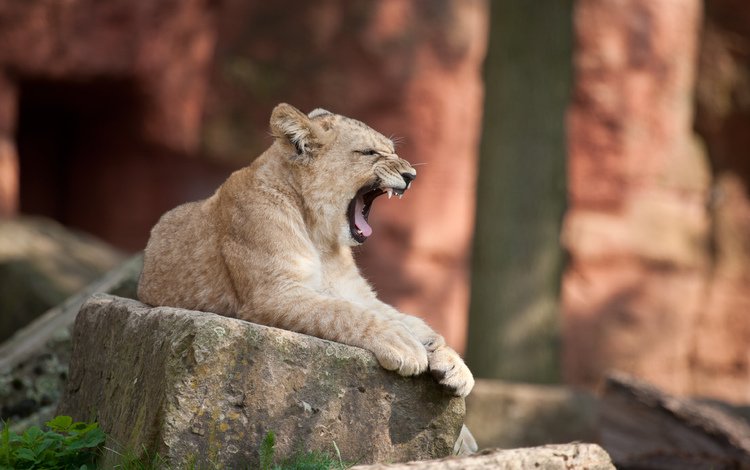 кошка, камень, лев, львёнок, зевает, детеныш, cat, stone, leo, lion, yawns, cub